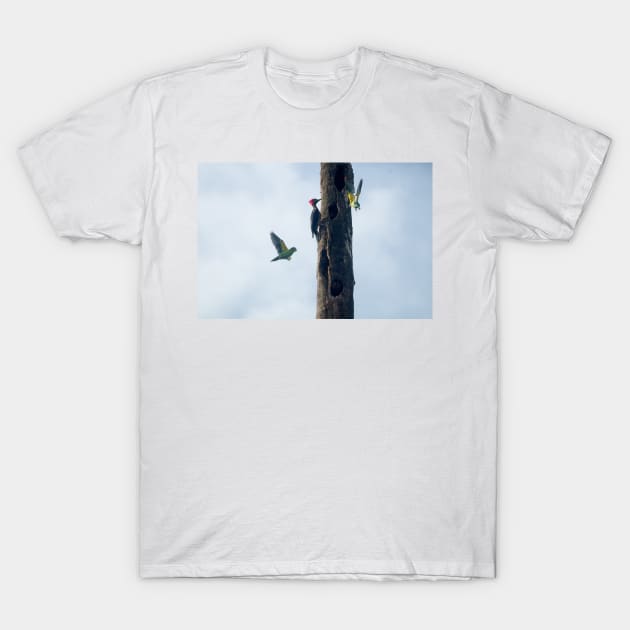 Hll three birds T-Shirt by pcfyi